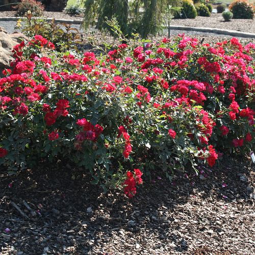 Piros - Apróvirágú - magastörzsű rózsafa- csüngő koronaforma